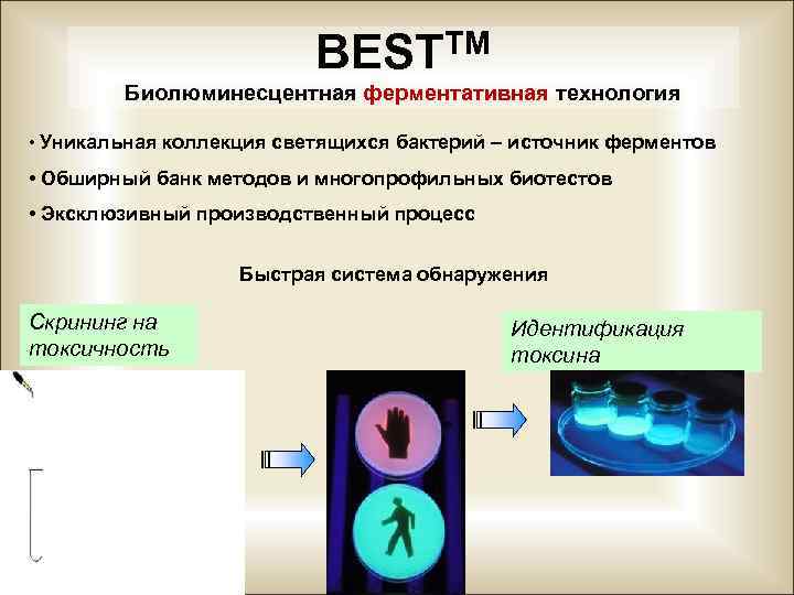 BESTTM Биолюминесцентная ферментативная технология • Уникальная коллекция светящихся бактерий – источник ферментов • Обширный