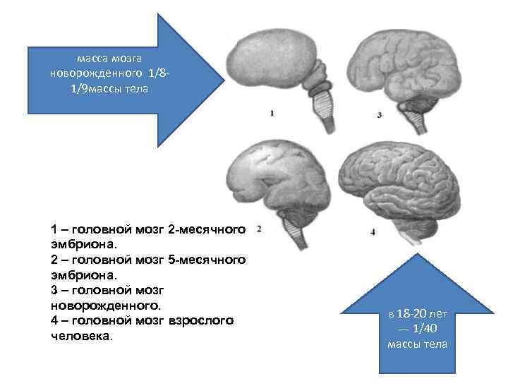 масса мозга новорожденного 1/8 1/9 массы тела 1 – головной мозг 2 -месячного эмбриона.