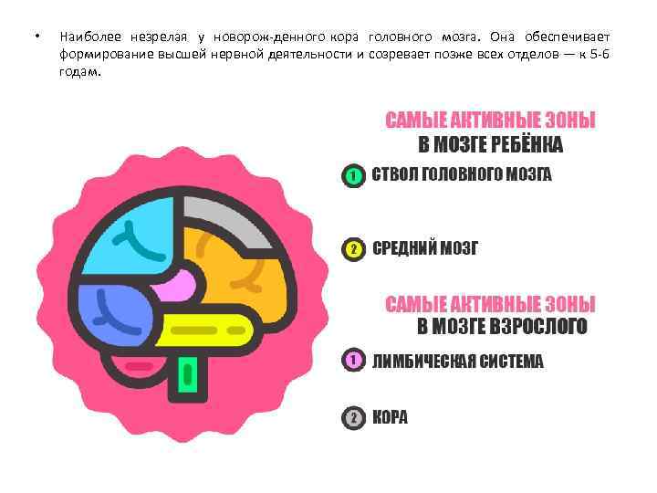  • Наиболее незрелая у новорож денного кора головного мозга. Она обеспечивает формирование высшей