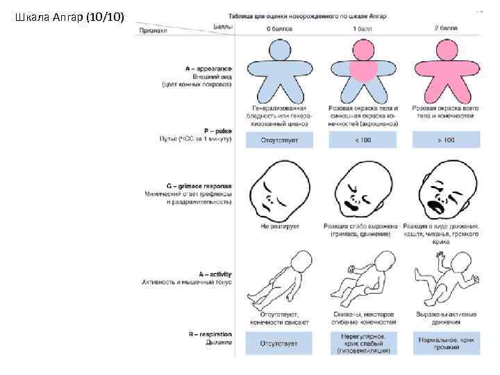 Шкала Апгар (10/10) 