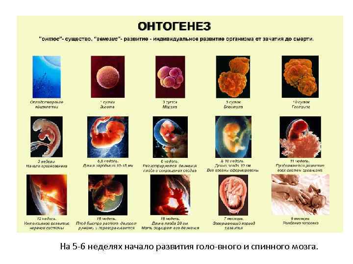 На 5 6 неделях начало развития голо вного и спинного мозга. 