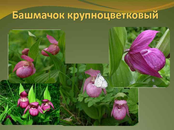 Башмачок крупноцветковый 