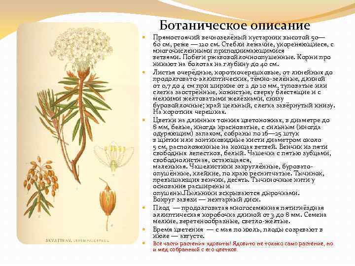  Ботаническое описание Прямостоячий вечнозелёный кустарник высотой 50— 60 см, реже — 120 см.