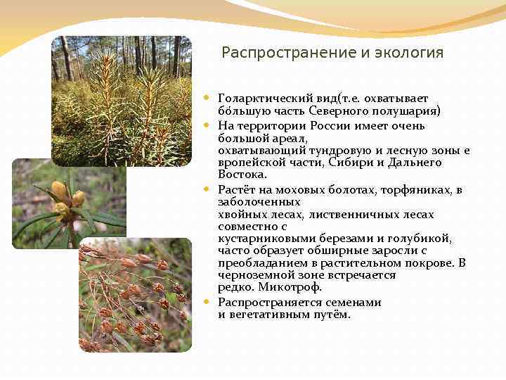 Распространение и экология Голарктический вид(т. е. охватывает бо льшую часть Северного полушария) На территории