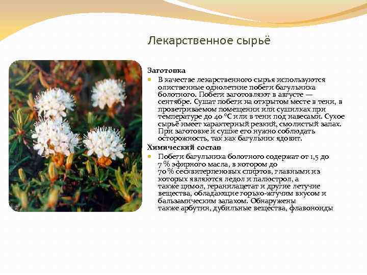 Лекарственное сырьё Заготовка В качестве лекарственного сырья используются олиственные однолетние побеги багульника болотного. Побеги