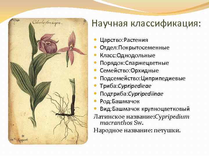 Научная классификация: Царство: Растения Отдел: Покрытосеменные Класс: Однодольные Порядок: Спаржецветные Семейство: Орхидные Подсемейство: Циприпедиевые