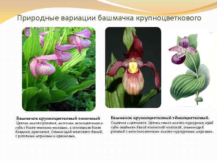 Природные вариации башмачка крупноцветкового Башмачок крупноцветковый типичный Цветки лилово-розовые, листочки околоцветника и губа с