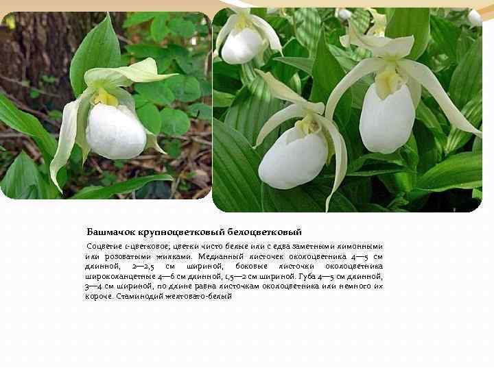  Башмачок крупноцветковый белоцветковый Соцветие 1 -цветковое; цветки чисто белые или с едва заметными