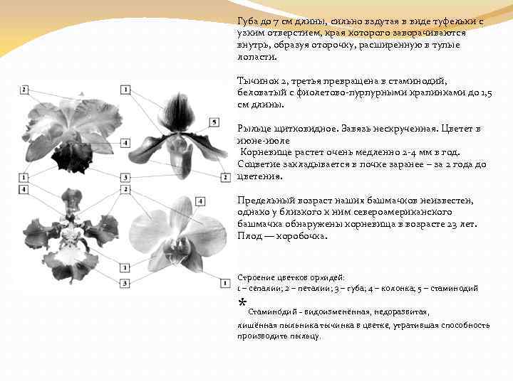 Тип симметрии орхидеи