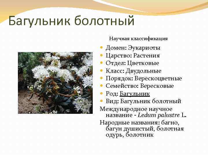 Багульник болотный Научная классификация Домен: Эукариоты Царство: Растения Отдел: Цветковые Класс: Двудольные Порядок: Верескоцветные