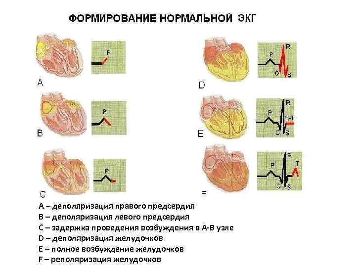 А – деполяризация правого предсердия В – деполяризация левого предсердия С – задержка проведения