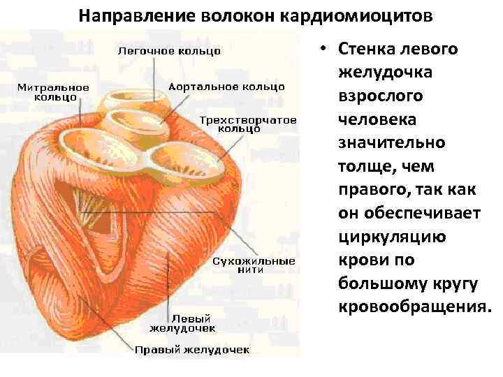 Сердце гистология фото