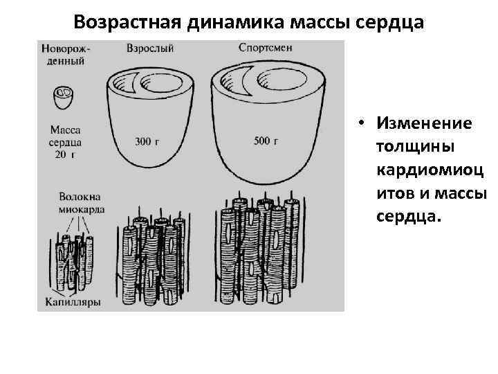 Возрастная динамика массы сердца • Изменение толщины кардиомиоц итов и массы сердца. 