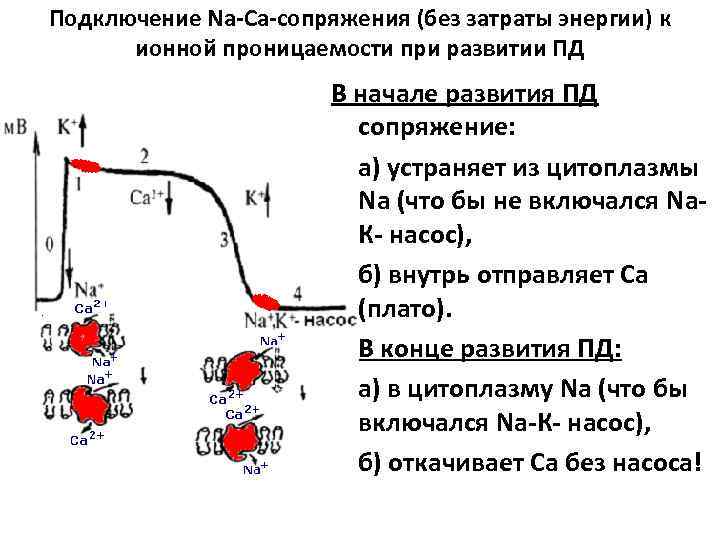 Подключение Nа-Са-сопряжения (без затраты энергии) к ионной проницаемости при развитии ПД В начале развития