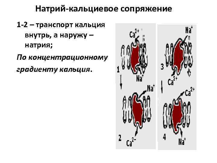 Натрий-кальциевое сопряжение 1 -2 – транспорт кальция внутрь, а наружу – натрия; По концентрационному