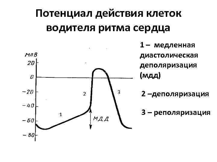 Потенциал действия клеток водителя ритма сердца 1 – медленная диастолическая деполяризация (мдд) 2 1