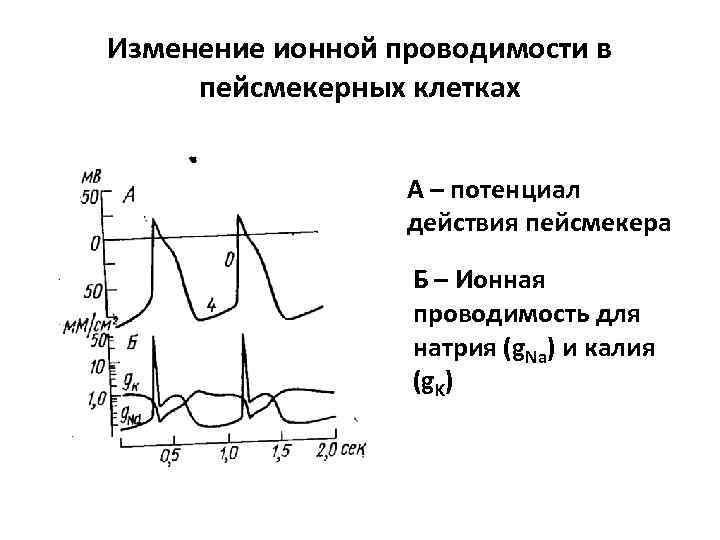 Схема потенциала действия пейсмекерных клеток