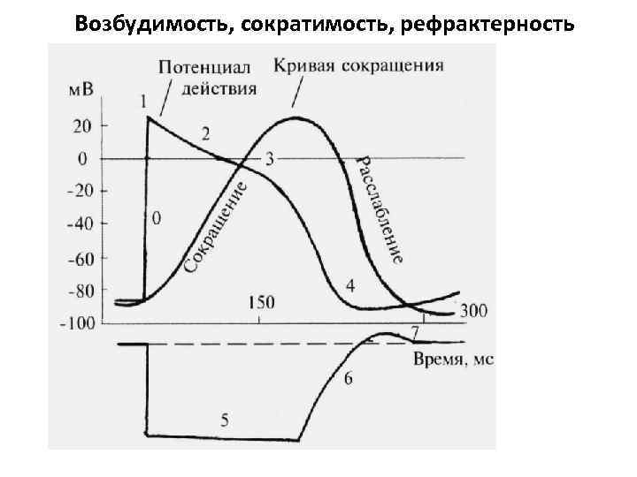 Возбудимость, сократимость, рефрактерность 