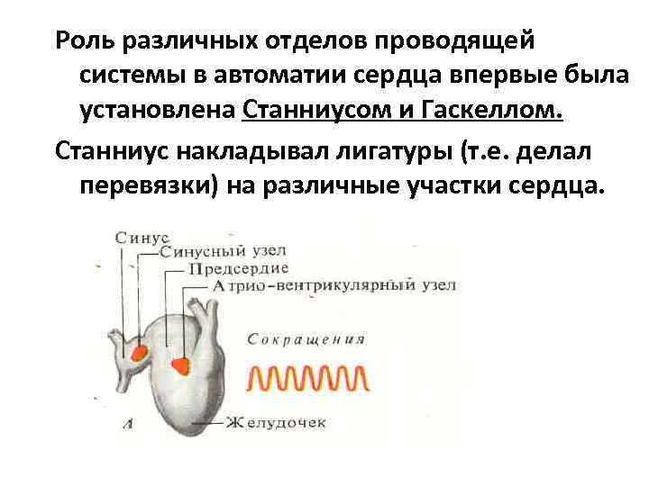 Проанализировав рисунок 2 объясните механизм автоматии сердца