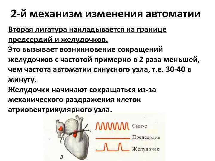 Механизм автоматии сердца презентация