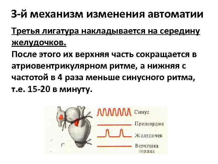 Проанализировав рисунок 2 объясните механизм автоматии сердца