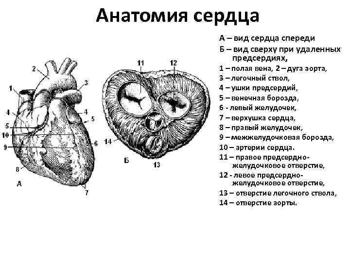 Аорта на рисунке сердца