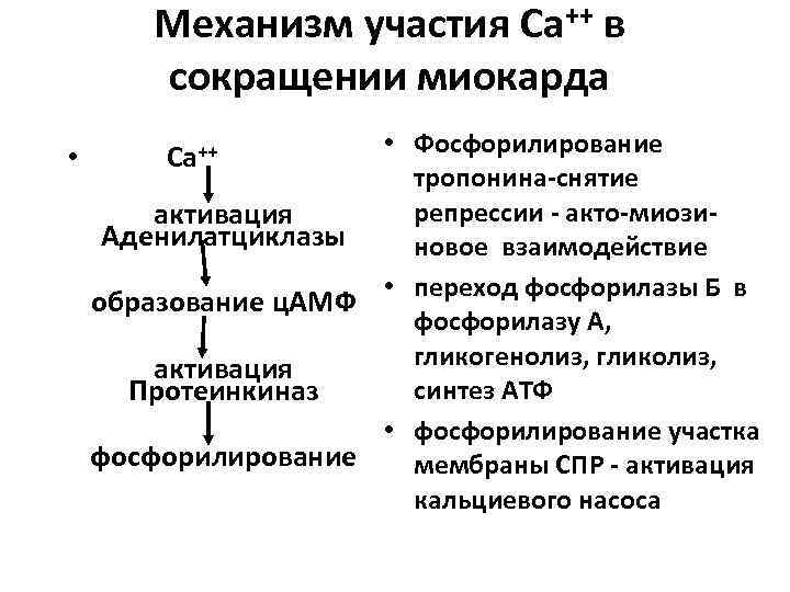 Механизм участия Са++ в сокращении миокарда • Фосфорилирование • тропонина-снятие репрессии - акто-миозиактивация Аденилатциклазы