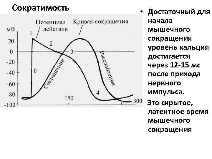 Сократимость • Достаточный для начала мышечного сокращения уровень кальция достигается через 12 -15 мс