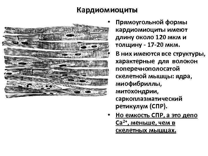 Кардиомиоциты