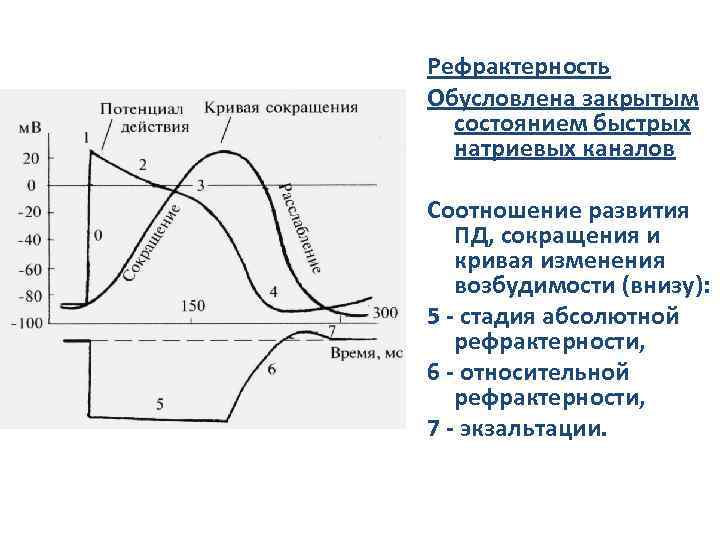 Рефрактерность Обусловлена закрытым состоянием быстрых натриевых каналов Соотношение развития ПД, сокращения и кривая изменения