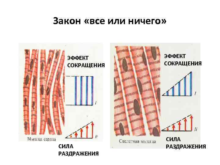 Закон «все или ничего» ЭФФЕКТ СОКРАЩЕНИЯ СИЛА РАЗДРАЖЕНИЯ 