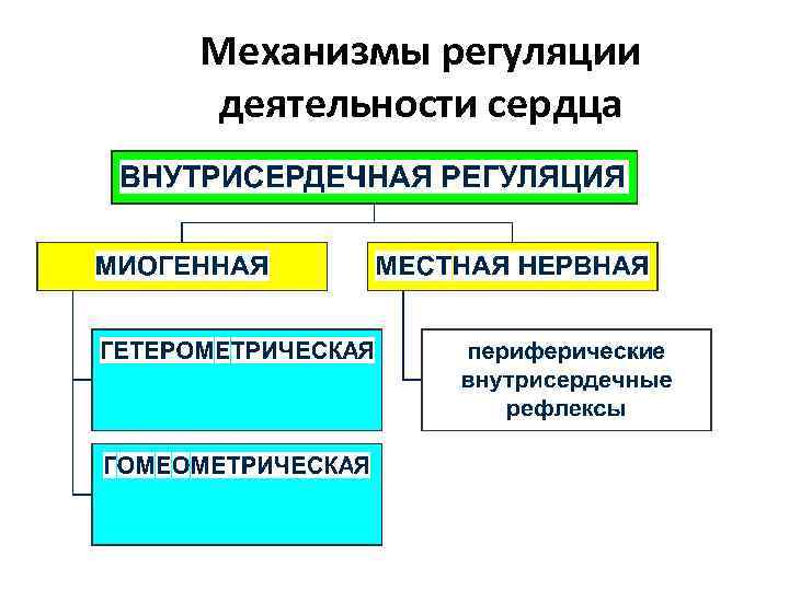 Механизмы регуляции деятельности сердца 