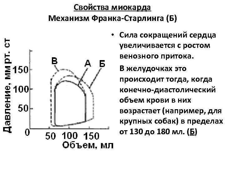 Свойства миокарда Механизм Франка-Старлинга (Б) • Сила сокращений сердца увеличивается с ростом венозного притока.