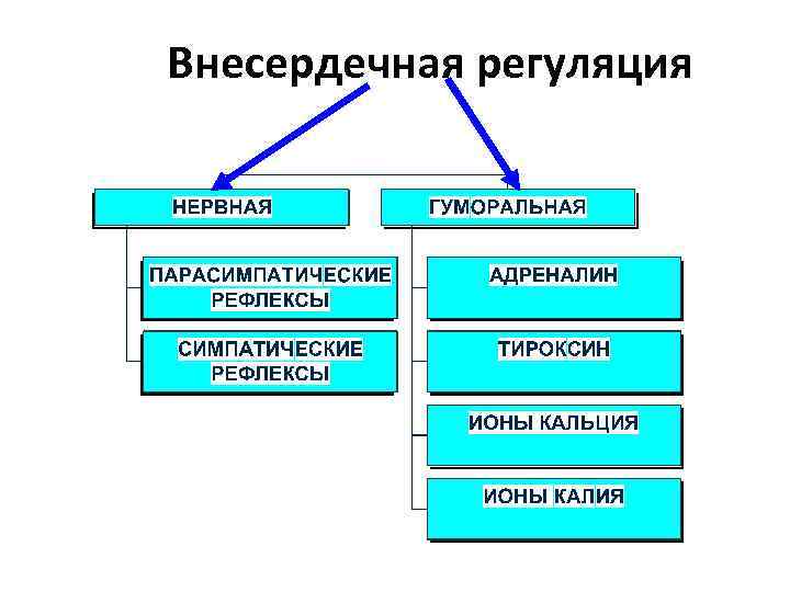 Внесердечная регуляция 