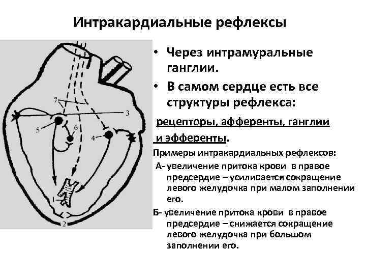 Интракардиальные рефлексы • Через интрамуральные ганглии. • В самом сердце есть все структуры рефлекса: