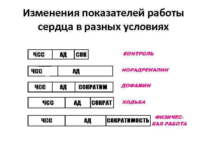 Изменения показателей работы сердца в разных условиях 