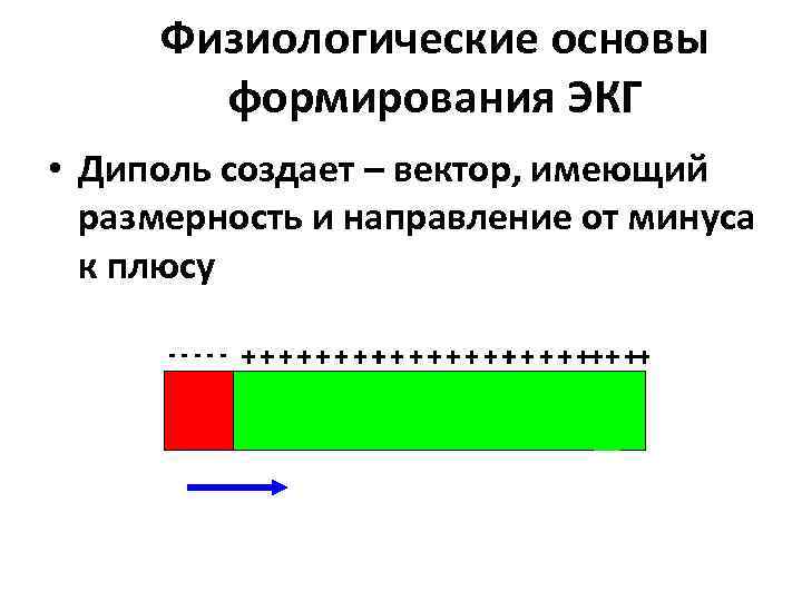Физиологические основы формирования ЭКГ • Диполь создает – вектор, имеющий размерность и направление от