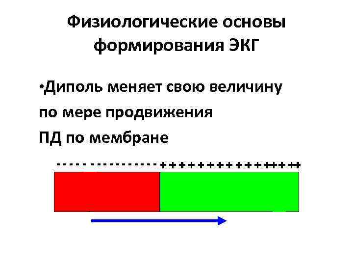 Физиологические основы формирования ЭКГ • Диполь меняет свою величину по мере продвижения ПД по