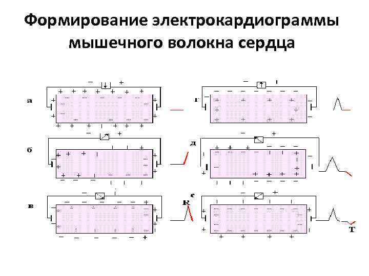 Формирование электрокардиограммы мышечного волокна сердца 
