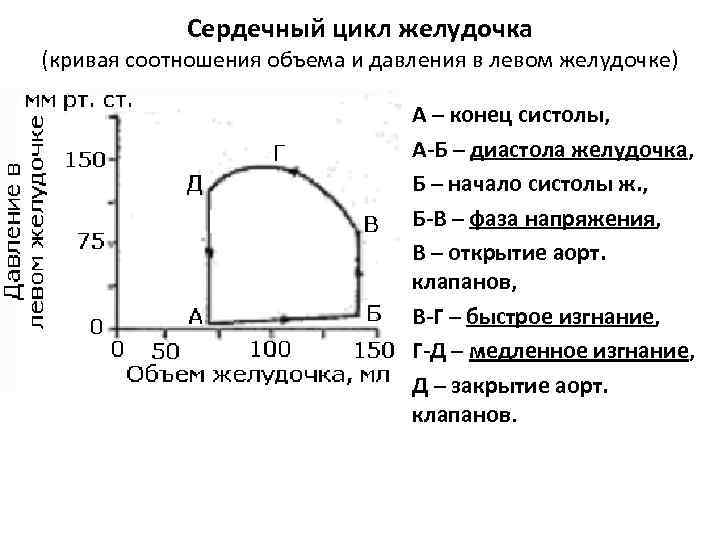 Цикл желудочков