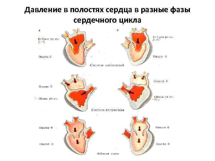 Давление в полостях сердца в разные фазы сердечного цикла 