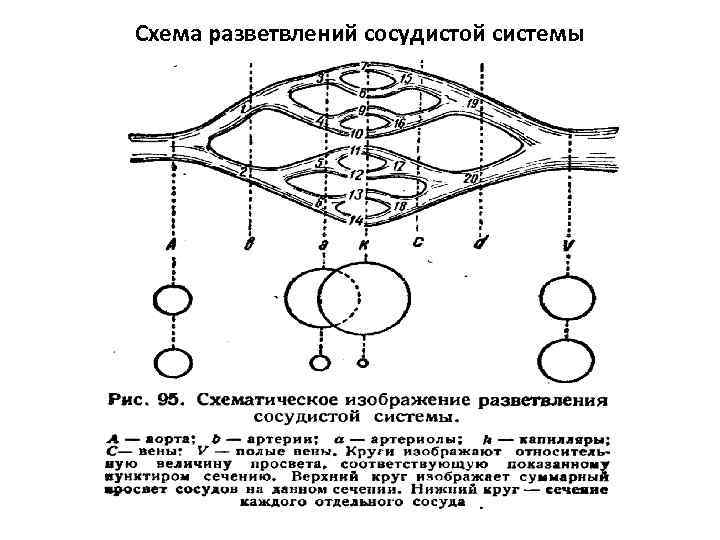Схема разветвлений сосудистой системы 