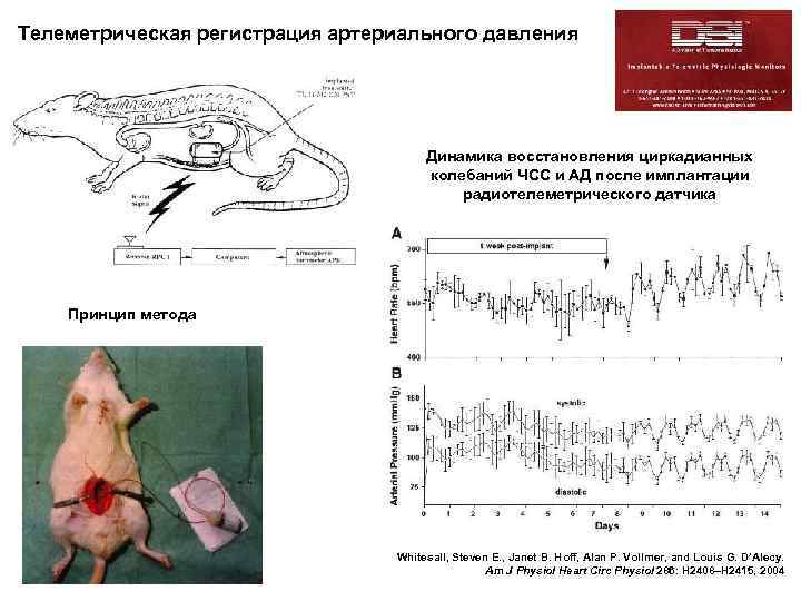 Телеметрическая регистрация артериального давления артериального Радиотелеметрическая регистрация давления у мышей Динамика восстановления циркадианных колебаний
