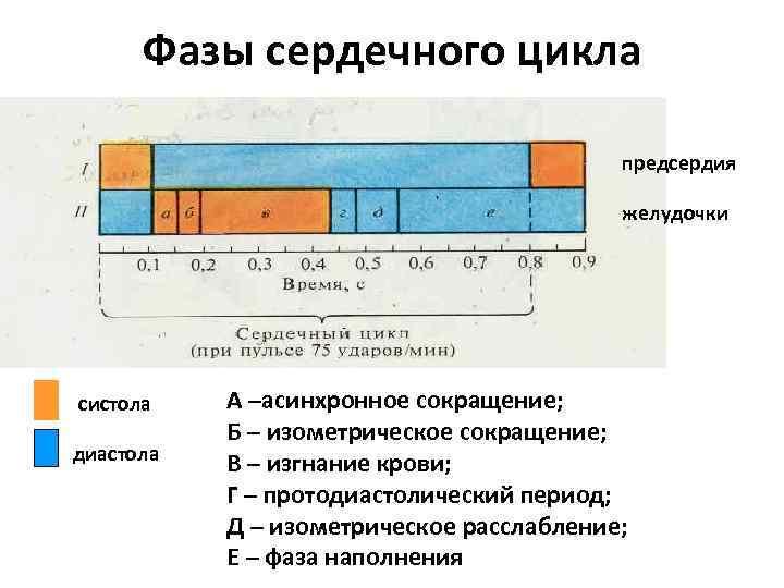 Фазы сердечного цикла предсердия желудочки систола диастола А –асинхронное сокращение; Б – изометрическое сокращение;