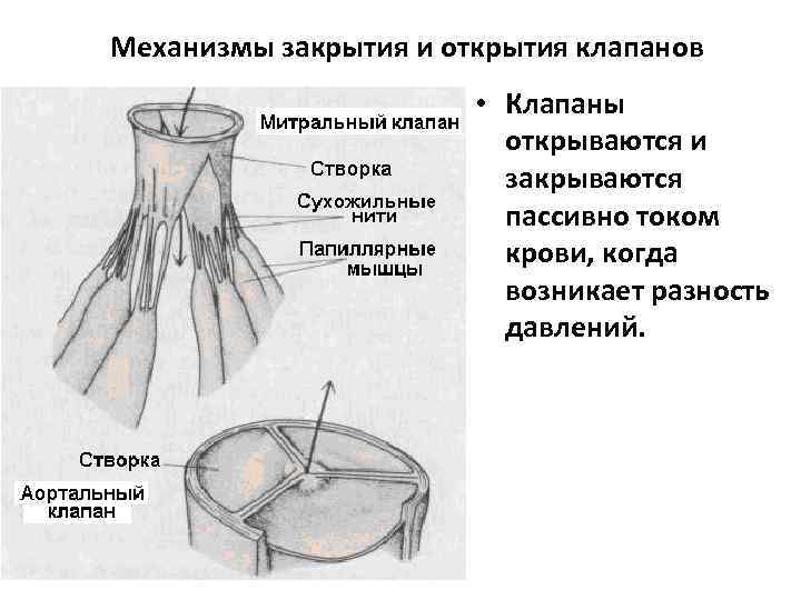 Механизмы закрытия и открытия клапанов • Клапаны открываются и закрываются пассивно током крови, когда