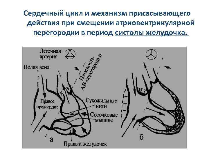 Сердечный цикл и механизм присасывающего действия при смещении атриовентрикулярной перегородки в период систолы желудочка.