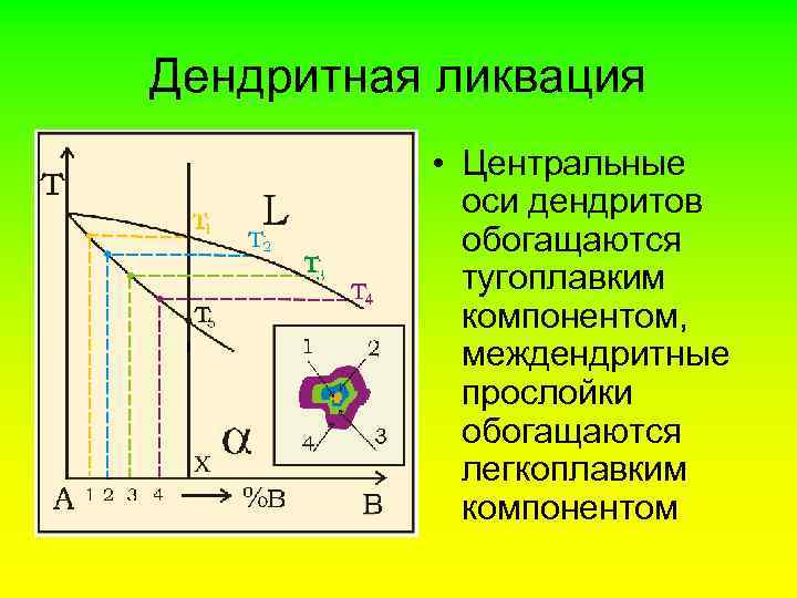 Дендритная ликвация • Центральные оси дендритов обогащаются тугоплавким компонентом, междендритные прослойки обогащаются легкоплавким компонентом
