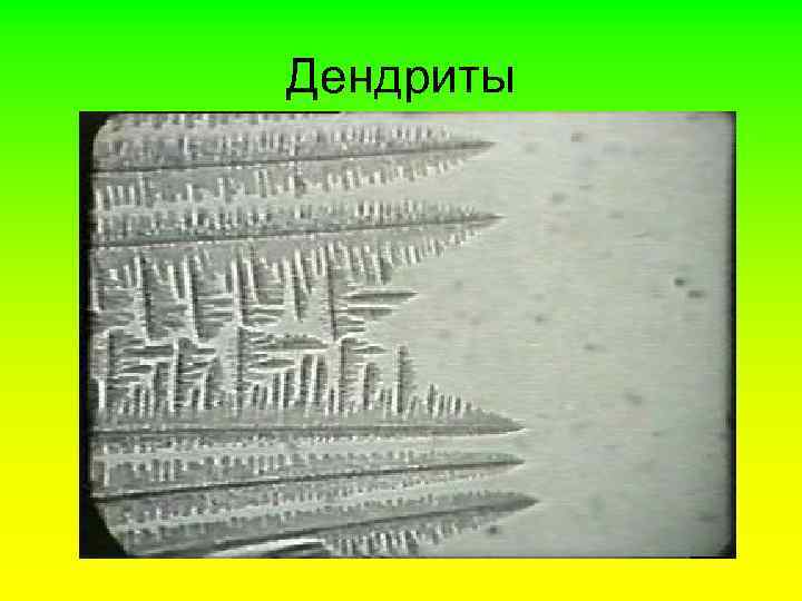 Дендриты 