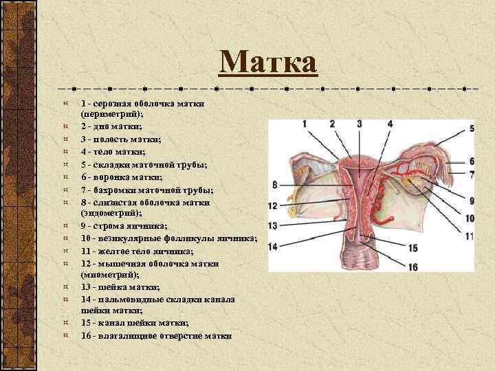 Матка названия. Серозная оболочка матки. Перешеек матки анатомия. Периметрий матки строение. Наружная серозная оболочка матки.