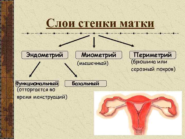 Слои стенки матки Эндометрий Миометрий (мышечный) Функциональный Базальный (отторгается во время менструаций) Периметрий (брюшина